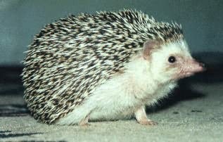 Hedgehogs